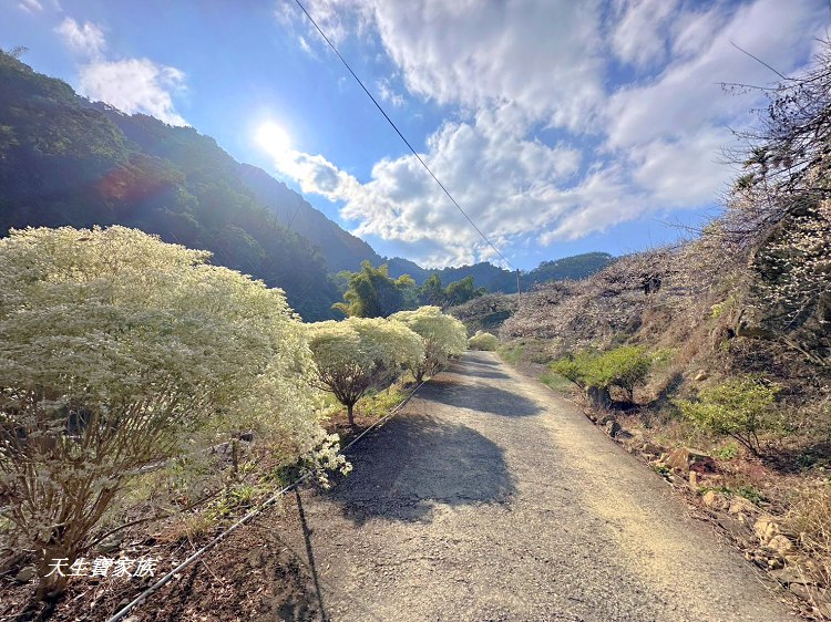 牛稠坑驛站、牛稠坑驛站門票、牛稠坑驛站低消、牛稠坑驛站菜單、牛稠坑驛站相片、牛稠坑驛站住宿、牛稠坑驛站的評論、南投賞梅、信義賞梅