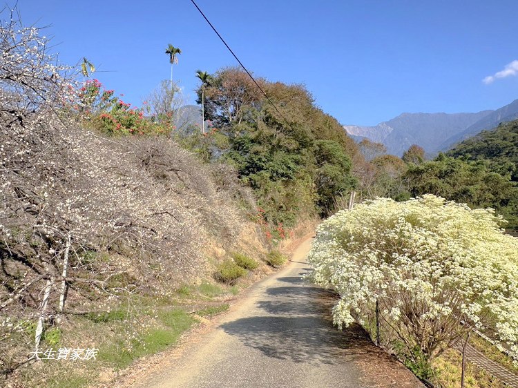 牛稠坑驛站、牛稠坑驛站門票、牛稠坑驛站低消、牛稠坑驛站菜單、牛稠坑驛站相片、牛稠坑驛站住宿、牛稠坑驛站的評論、南投賞梅、信義賞梅