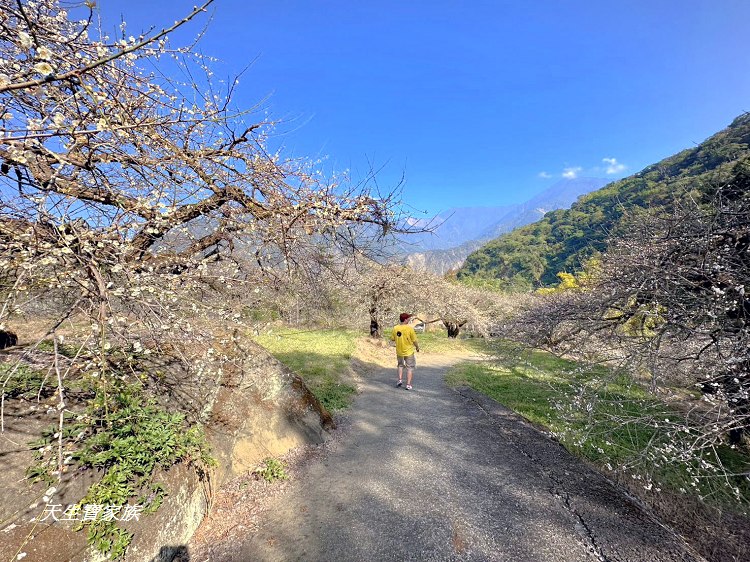 牛稠坑驛站、牛稠坑驛站門票、牛稠坑驛站低消、牛稠坑驛站菜單、牛稠坑驛站相片、牛稠坑驛站住宿、牛稠坑驛站的評論、南投賞梅、信義賞梅
