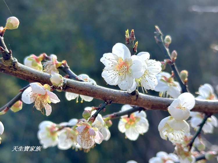 牛稠坑驛站、牛稠坑驛站門票、牛稠坑驛站低消、牛稠坑驛站菜單、牛稠坑驛站相片、牛稠坑驛站住宿、牛稠坑驛站的評論、南投賞梅、信義賞梅