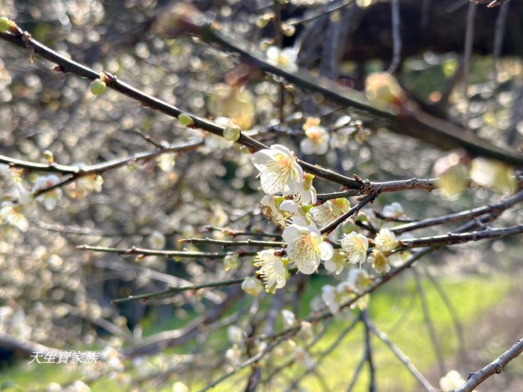 牛稠坑驛站、牛稠坑驛站門票、牛稠坑驛站低消、牛稠坑驛站菜單、牛稠坑驛站相片、牛稠坑驛站住宿、牛稠坑驛站的評論、南投賞梅、信義賞梅