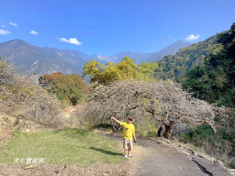 牛稠坑驛站、牛稠坑驛站門票、牛稠坑驛站低消、牛稠坑驛站菜單、牛稠坑驛站相片、牛稠坑驛站住宿、牛稠坑驛站的評論、南投賞梅、信義賞梅