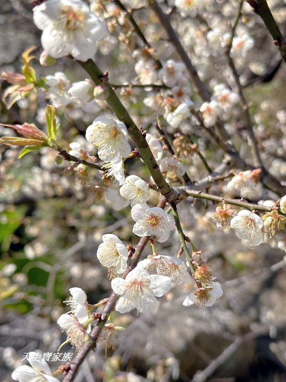 牛稠坑驛站、牛稠坑驛站門票、牛稠坑驛站低消、牛稠坑驛站菜單、牛稠坑驛站相片、牛稠坑驛站住宿、牛稠坑驛站的評論、南投賞梅、信義賞梅