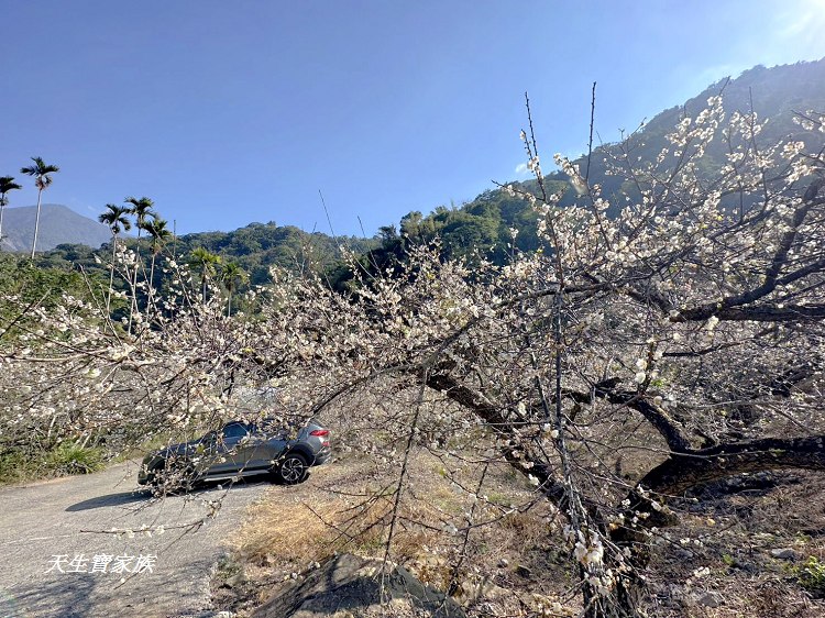 牛稠坑驛站、牛稠坑驛站門票、牛稠坑驛站低消、牛稠坑驛站菜單、牛稠坑驛站相片、牛稠坑驛站住宿、牛稠坑驛站的評論、南投賞梅、信義賞梅