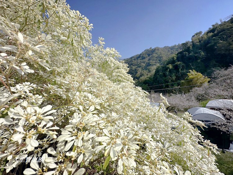 牛稠坑驛站、牛稠坑驛站門票、牛稠坑驛站低消、牛稠坑驛站菜單、牛稠坑驛站相片、牛稠坑驛站住宿、牛稠坑驛站的評論、南投賞梅、信義賞梅