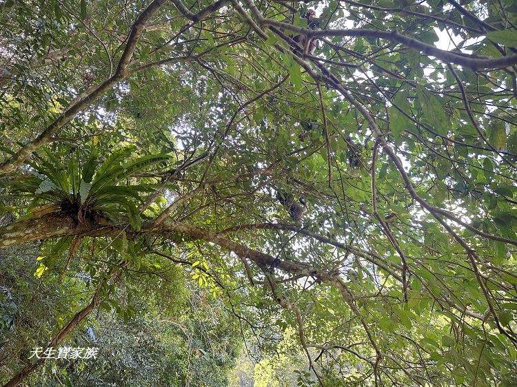 蓬萊溪護魚步道、親子步道推薦、蓬萊溪護魚步道要走多久、蓬萊溪護魚步道附近景點、蓬萊溪護魚步道的圖片、蓬萊溪護魚步道地圖、蓬萊溪護魚步道的評論、蓬萊溪護魚步道天氣、蓬萊溪護魚步道開放