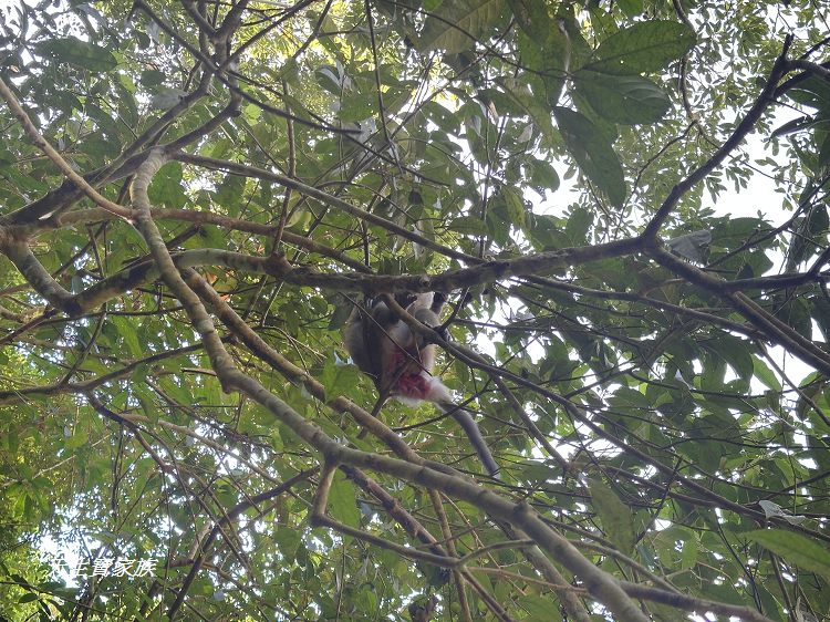 蓬萊溪護魚步道、親子步道推薦、蓬萊溪護魚步道要走多久、蓬萊溪護魚步道附近景點、蓬萊溪護魚步道的圖片、蓬萊溪護魚步道地圖、蓬萊溪護魚步道的評論、蓬萊溪護魚步道天氣、蓬萊溪護魚步道開放