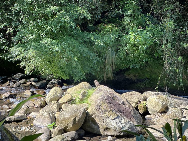 蓬萊溪護魚步道、親子步道推薦、蓬萊溪護魚步道要走多久、蓬萊溪護魚步道附近景點、蓬萊溪護魚步道的圖片、蓬萊溪護魚步道地圖、蓬萊溪護魚步道的評論、蓬萊溪護魚步道天氣、蓬萊溪護魚步道開放
