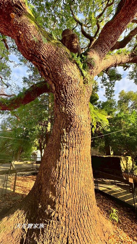 芝山岩文化史蹟公園、芝山岩探坑展示館、芝山岩文化史蹟公園捷運、芝山岩史蹟公園、芝山岩公園