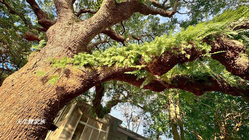 芝山岩文化史蹟公園、芝山岩探坑展示館、芝山岩文化史蹟公園捷運、芝山岩史蹟公園、芝山岩公園