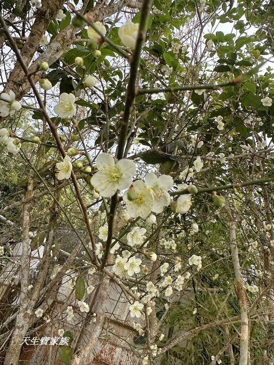 巃頂步道觀景台、巃頂步道的圖片、巃頂步道停車、巃頂步道的評論、巃頂步道、隙頂巃頂步道