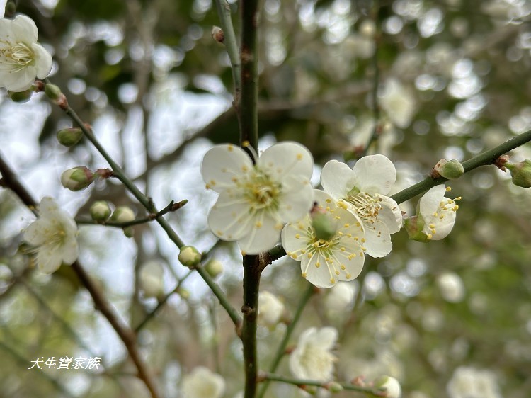 巃頂步道觀景台、巃頂步道的圖片、巃頂步道停車、巃頂步道的評論、巃頂步道、隙頂巃頂步道