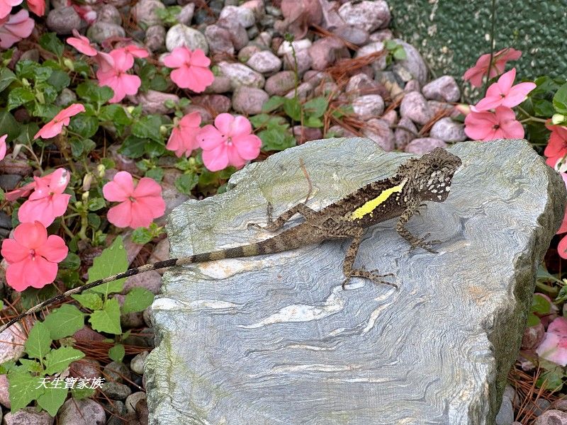 溪頭紅瓣天民宿、溪頭紅瓣天、小半天民宿推薦、溪頭小半天民宿、溪頭紅瓣天民宿價格、溪頭紅瓣天民宿評論