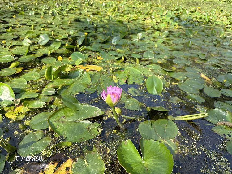 觸口自然教育中心、觸口樹木銀行、觸口自然教育中心門票、觸口自然教育中心寵物、觸口自然教育中心照片