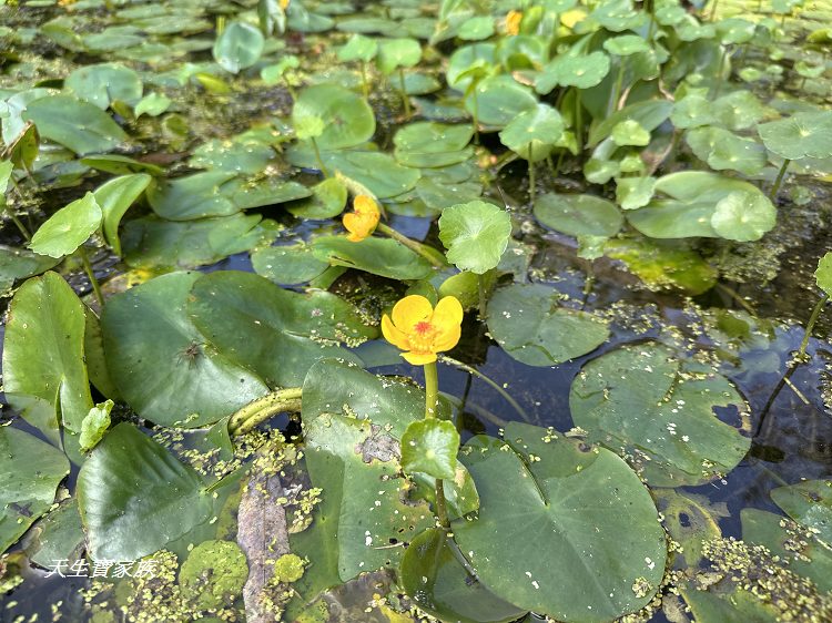 觸口自然教育中心、觸口樹木銀行、觸口自然教育中心門票、觸口自然教育中心寵物、觸口自然教育中心照片