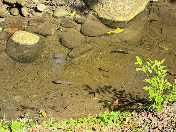 觸口自然教育中心、觸口樹木銀行、觸口自然教育中心門票、觸口自然教育中心寵物、觸口自然教育中心照片